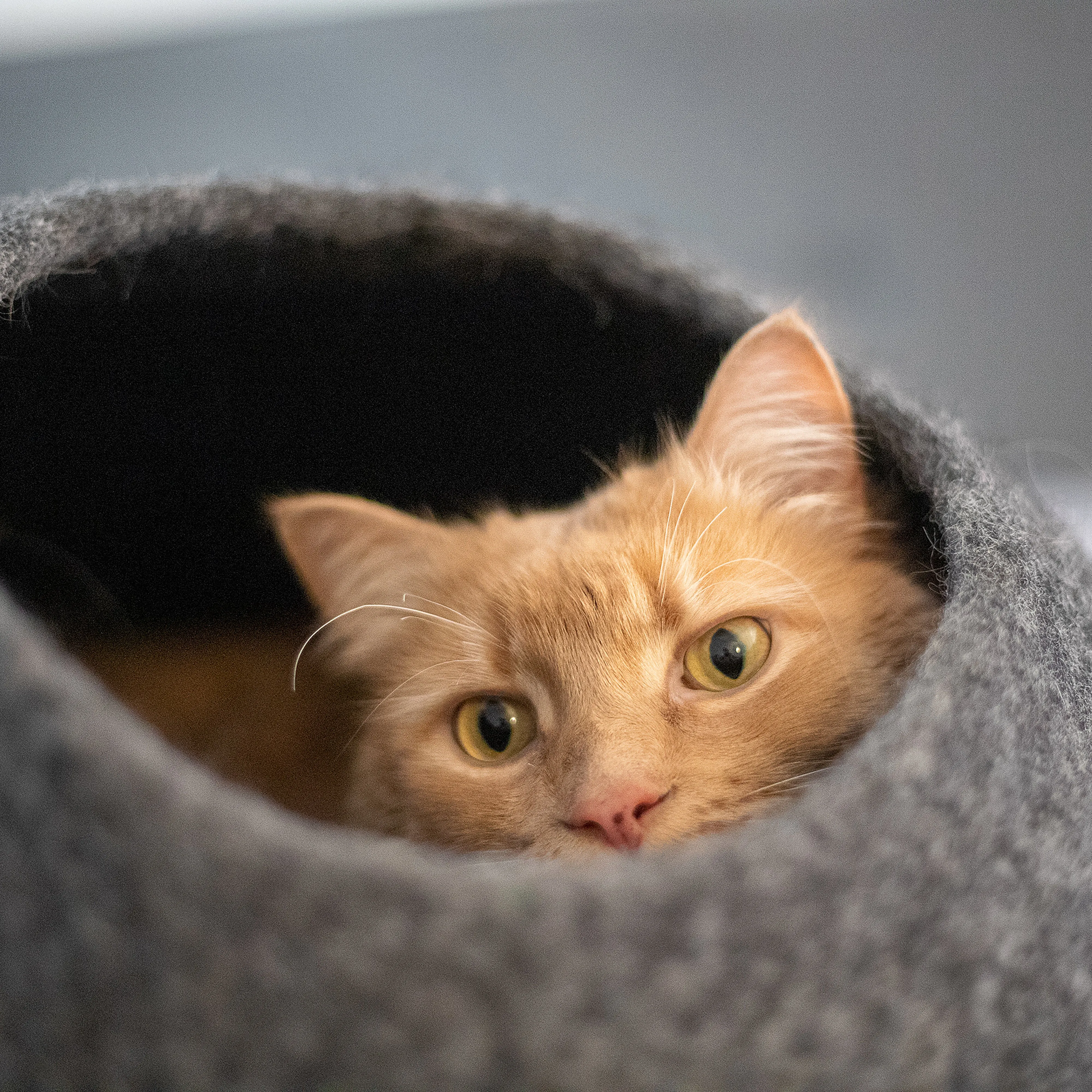 Horizon Cat Cave