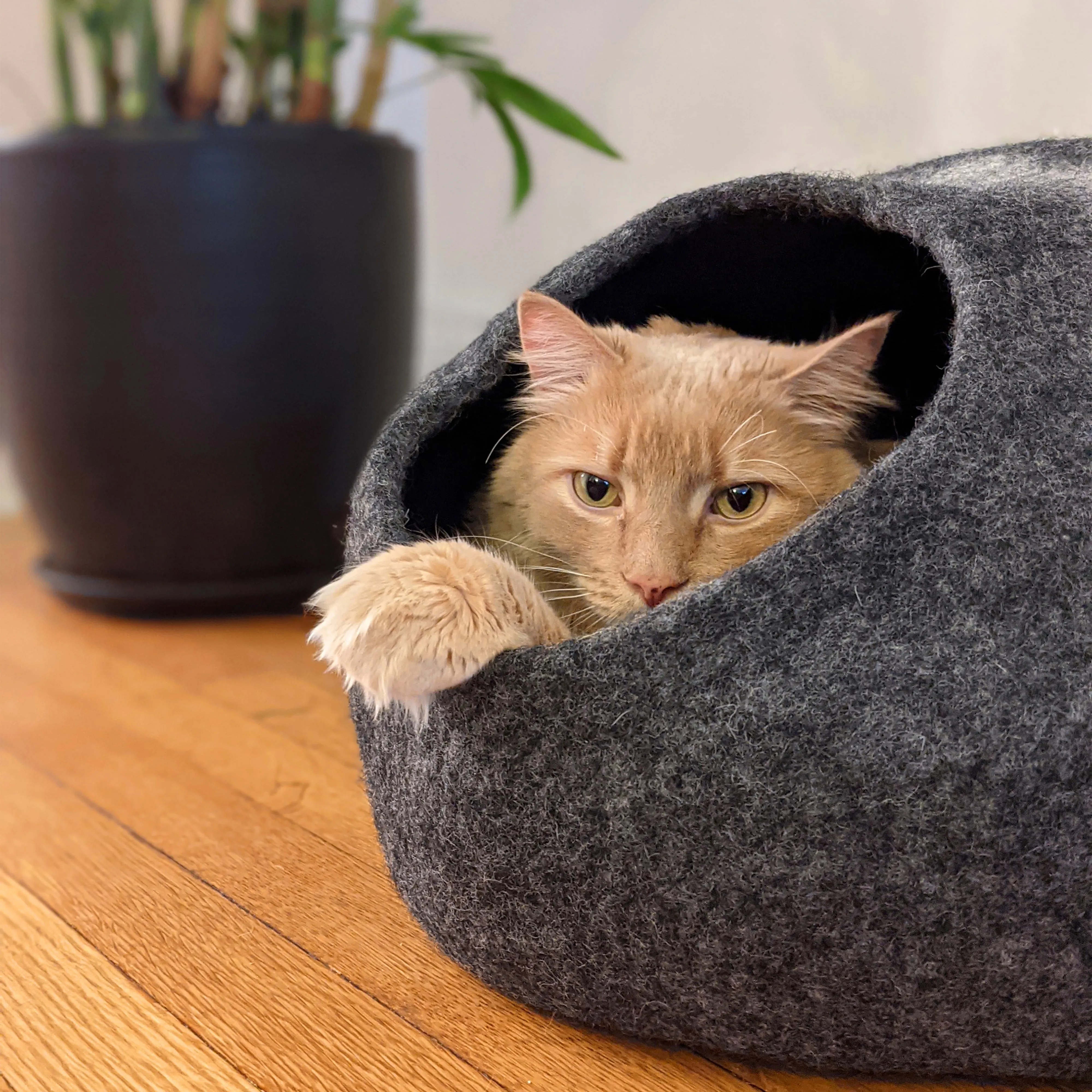 Horizon Cat Cave
