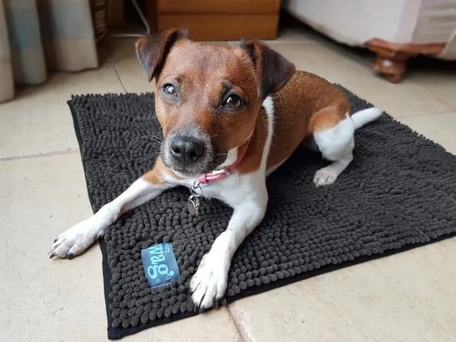 Microfibre Noodle Pet Mat